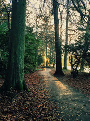 Bosque al anochecer en parque y camino mojado