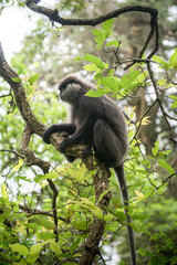 petit singe dans des arbres aux fleurs roses dans les montagnes du Sri Lanka
