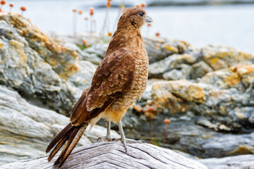 cinereous harrier in Tierra del Fuego, Argentina