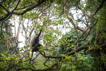 petit singe dans des arbres aux fleurs roses dans les montagnes du Sri Lanka