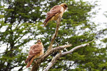 cinereous harrier in Tierra del Fuego, Argentina