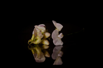 wild flowers on black background
