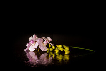 wild flowers on black background