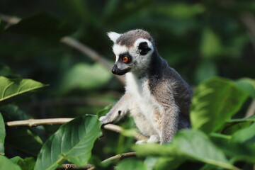 Portrait of young ring-tailed lemur, Lemur catta, sitting in green leaves. Primate with beautiful orange eyes. Endangered animal. Wildlife scene with cute mammal. Habitat Madagascar, Africa.
