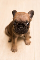 One-month-old French Bulldog puppy. Cute little puppy.