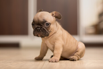 Fototapeta premium One-month-old French Bulldog puppy. Cute little puppy.