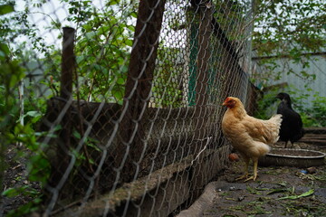 Close up of chicken walking near fence in paddock outdoor.