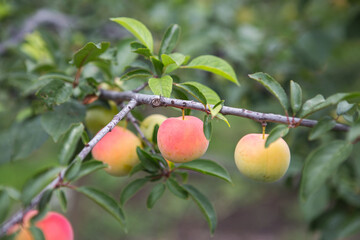 Ripening plums on a tree in the garden on the farm. Organic farming. Ripe sweet plum fruits growing on a plum tree branch