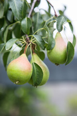 Ripening pears on a tree in the garden on the farm. Organic farming. Ripe sweet pear fruits growing on a pear tree branch