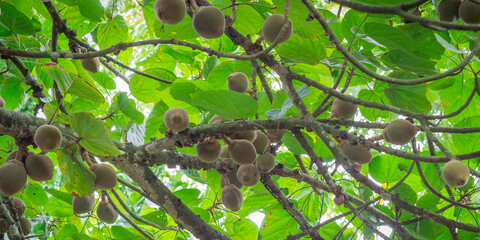 Common sapote tree with many fruits