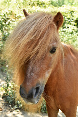 Obraz premium Primo piano di pony con ciuffo lungo