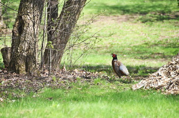 Pheasant by Tree