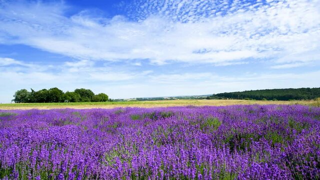 Beautiful day over lavender field