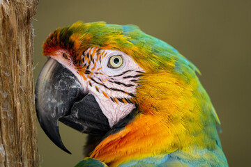 blue and yellow macaw