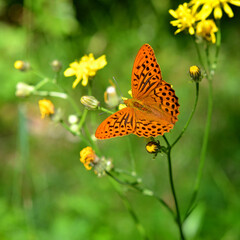 Kaisermantel (Argynnis paphia)