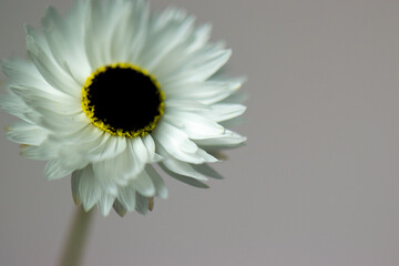 daisy flower closeup