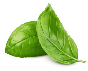 basil, isolated on white background, clipping path, full depth of field