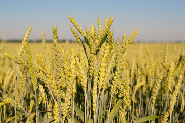 Obraz premium field background with spikelets of wheat close-up