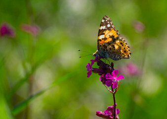 Fototapeta na wymiar orange butterfly sits on a flower green background