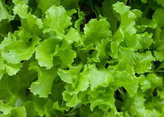 

green lettuce in the garden