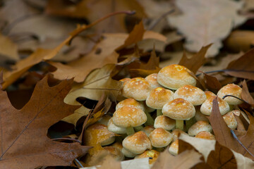 

forest orange mushrooms in autumn leaves
