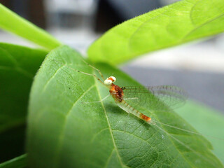 un drôle d'insecte sur une feuille verte