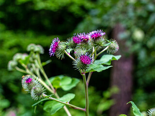 Beautiful maroon inflorescences of prickly Thistle