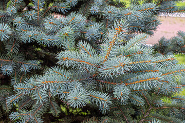 Branches of blue spruce with prickly needles