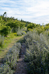 Blooming summer wildflowers Blueweed, Echium vulgare on the island of Gotland in Sweden