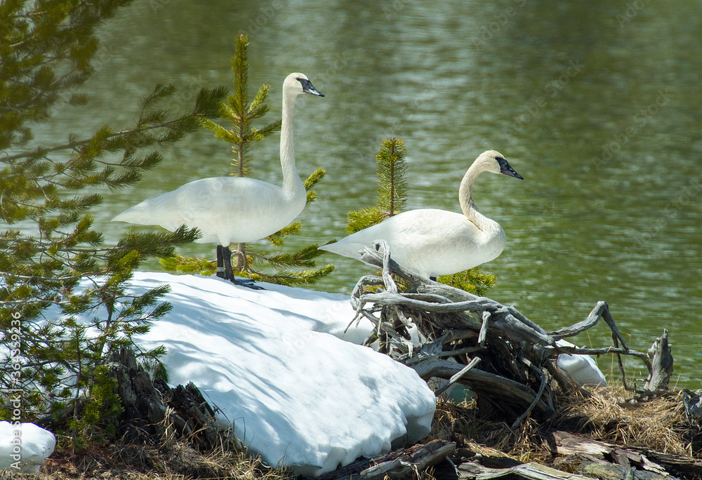 Wall mural Trumpeter Swan