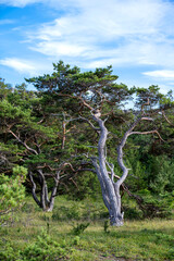 Pine forest landscape on island of Gotland in the Baltic Sea, Sweden