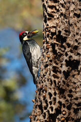 Acorn Woodpecker with acorn 