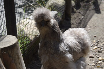 A grey Silkie chicken