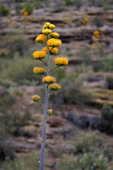 Century plant agave shows yellow blooms in desert.