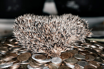 Scalp of a hedgehog on a pile of coins, macro photography. Money hedgehog.