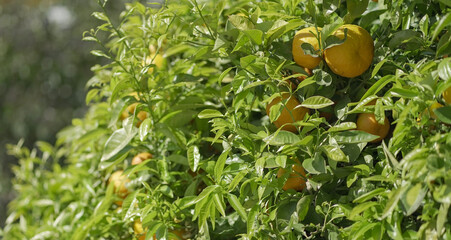 lemon tree with green background