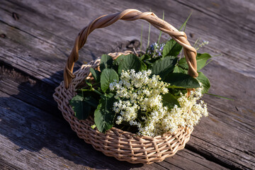 elder, black elderberry blossoming In wicker basket at collection point of medicinal herbs. plant...