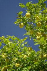 lemon tree with blue sky background