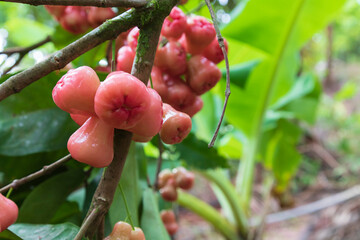 Wax apples in a small cluster on a branch