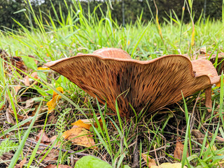 mushroom in the grass