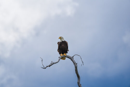 Amazingly beautiful Bald Eagle perched on a dead tree with blue sky background in the summer time. 
