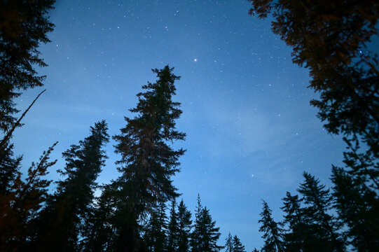 Night Sky With Stars Planets and Silhouetted Trees