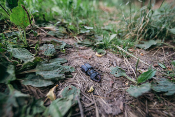 Dead Dorcus antaeus beetle on ground.