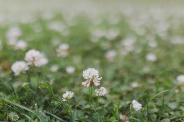 Clovers blooming in the yard