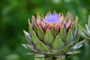 Naklejka na ściany i meble A green artichoke begins to bloom purple in the garden