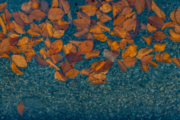 autumn wallpaper background falling leaves pond water surface with empty copy space for your text