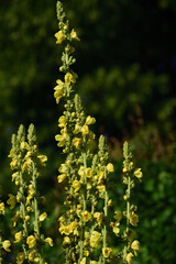 Close-up of a mullein with yellow flowers, in nature