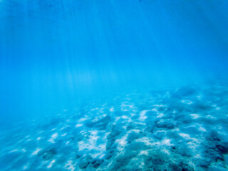 Fototapeta na wymiar underwater marine life on coral reefs