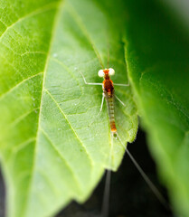 un drôle d'insecte sur une feuille verte