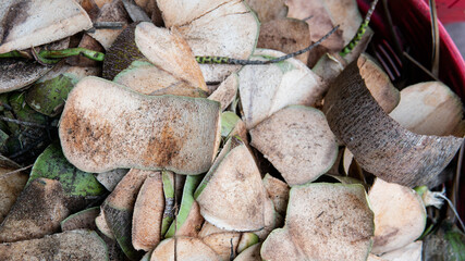 .sale of coconuts in the fruit markets of Asia. Benefits of Coconut Milk and Pulp